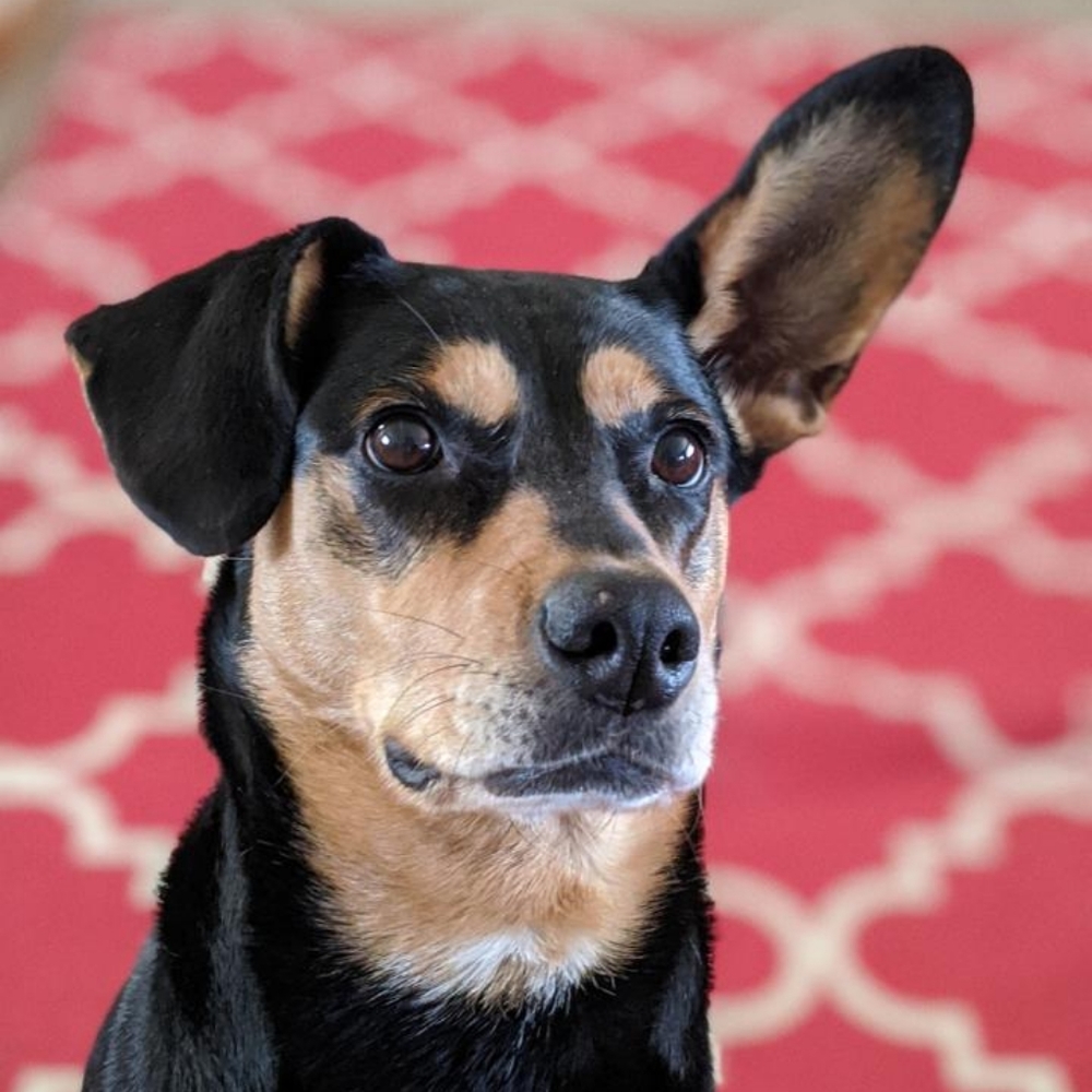 Meet your Posher, Amber